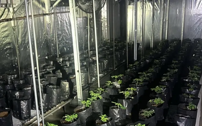 Polícia apreende cerca de 200 pés de maconha em galpão na Grande SP