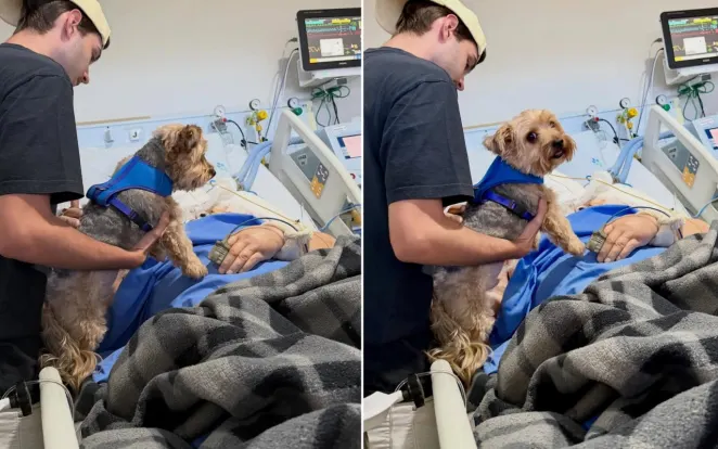 'Conforto em meio à finitude': paciente em cuidados paliativos morre um dia após reencontro com cão na UTI