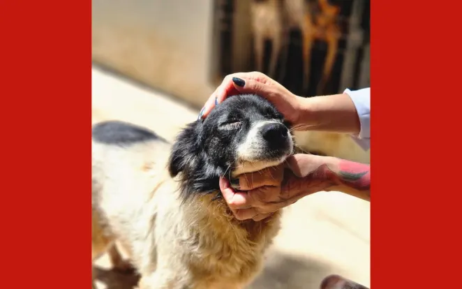 Cuiabá realiza mutirão de vacinação e adoção de animais no bairro Passaredo