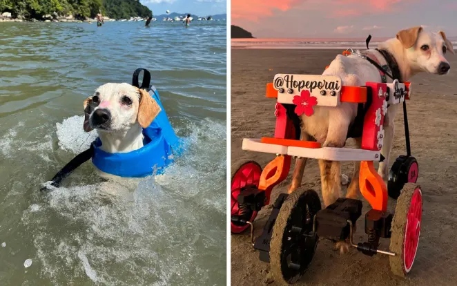 Esperando adoção há seis anos, cachorrinha paraplégica emociona e conquista fãs nas redes