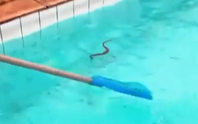 Alunos de hidroginástica encontram cobras no Centro Olímpico de Nova Iguaçu