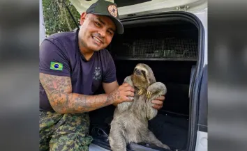 Guarda Civil Municipal resgata bicho-preguiça em chácara no Mato Dentro